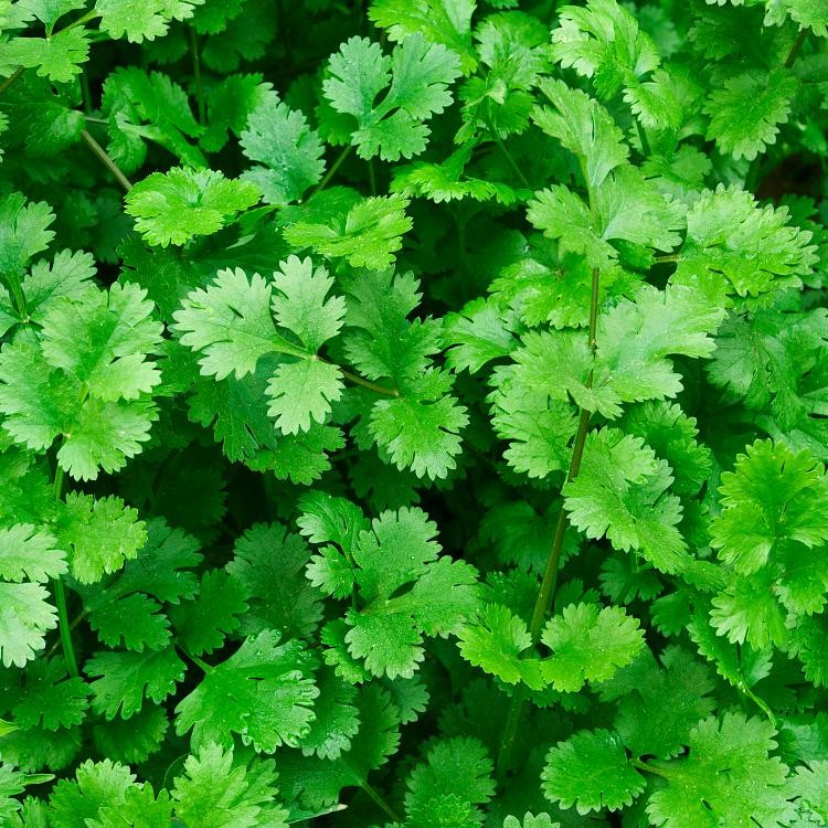 cilantro seeds3
