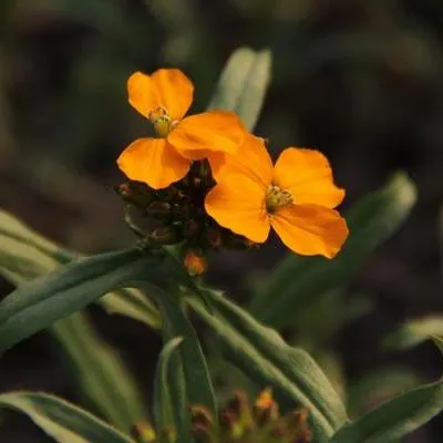 ওয়ালফ্লাওয়ার বীজ
